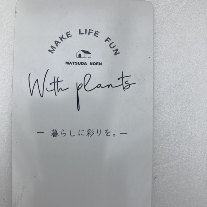 メラレウカ ブラックティーツリー 3.5号 2株セット ※お届けに10日程度かかる場合がございます。|花木10-TN
