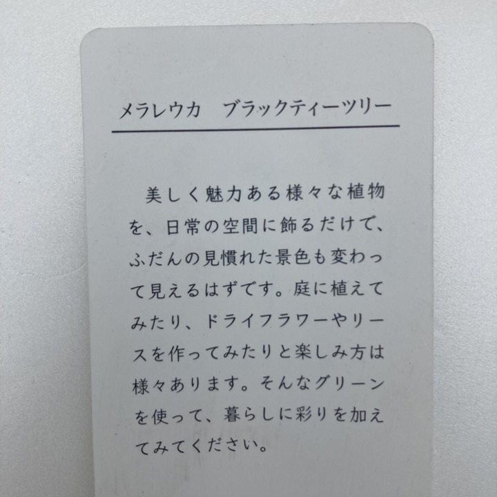メラレウカ ブラックティーツリー 3.5号 2株セット ※お届けに10日程度かかる場合がございます。|花木10-TN