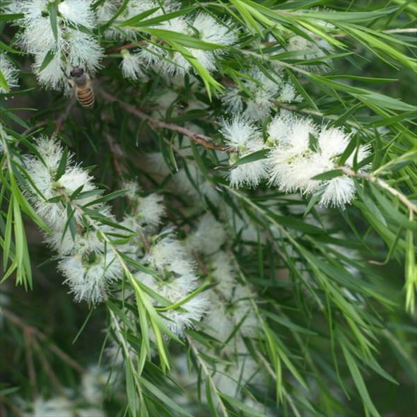 メラレウカ ブラックティーツリー 3.5号 2株セット ※お届けに10日程度