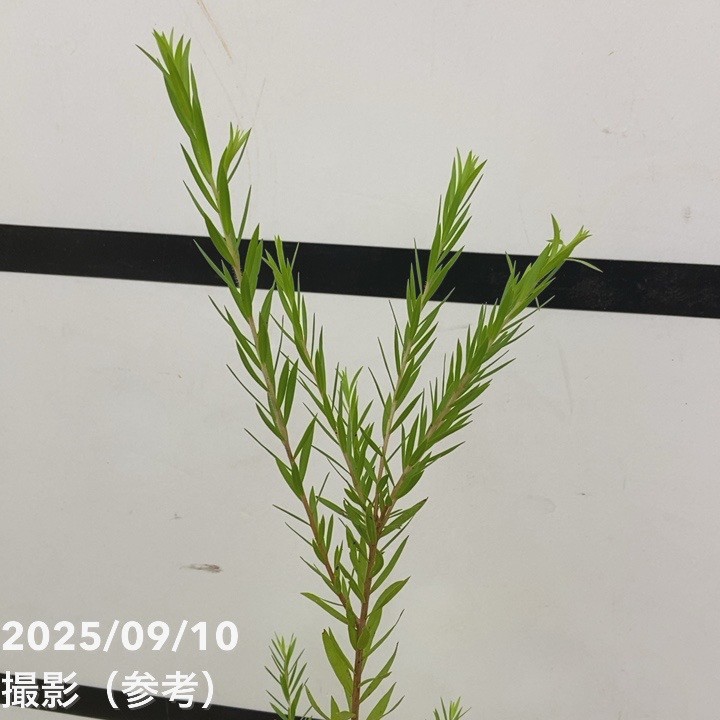 メラレウカ ブラックティーツリー 3.5号 2株セット ※お届けに10日程度かかる場合がございます。|花木10-TN