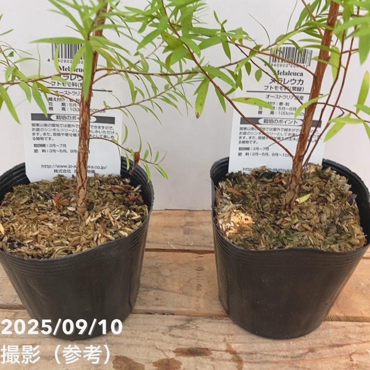 メラレウカ ブラックティーツリー 3.5号 2株セット ※お届けに10日程度