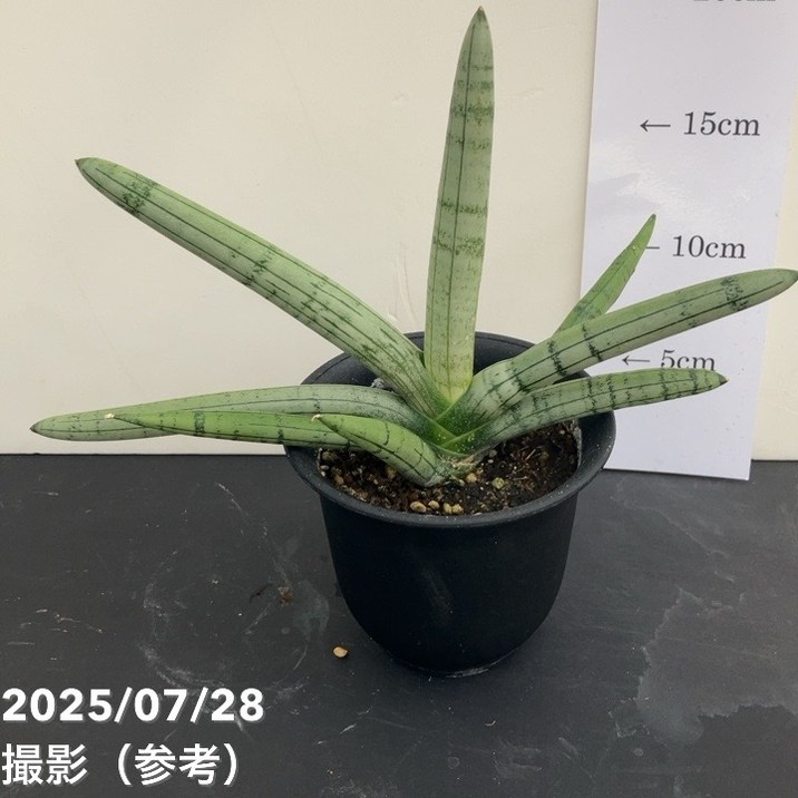 サンスベリア 3.5号 ボンセルシルバージャイアント Boncel Silver