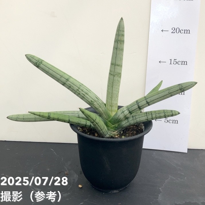 サンスベリア 3.5号 ボンセルシルバージャイアント Boncel Silver