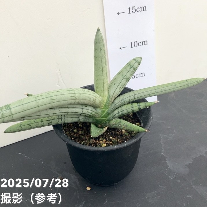 ヴァルサンランベール金彩鉢　共箱　直径22.5㎝　東Y5-1110☆2Fトニカ ヴァルサンランベール金彩鉢 共箱 直径22.5㎝ 東Y5-1110☆2Fトニカ