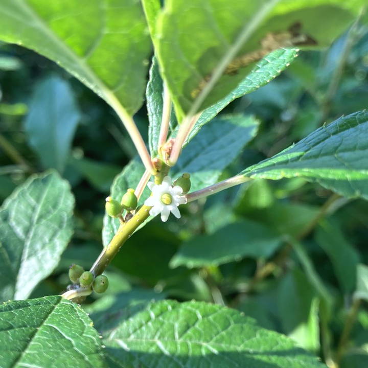 ウィンターベリー オーステルウェイク 雌株 5号｜花木01-D1 | 花木
