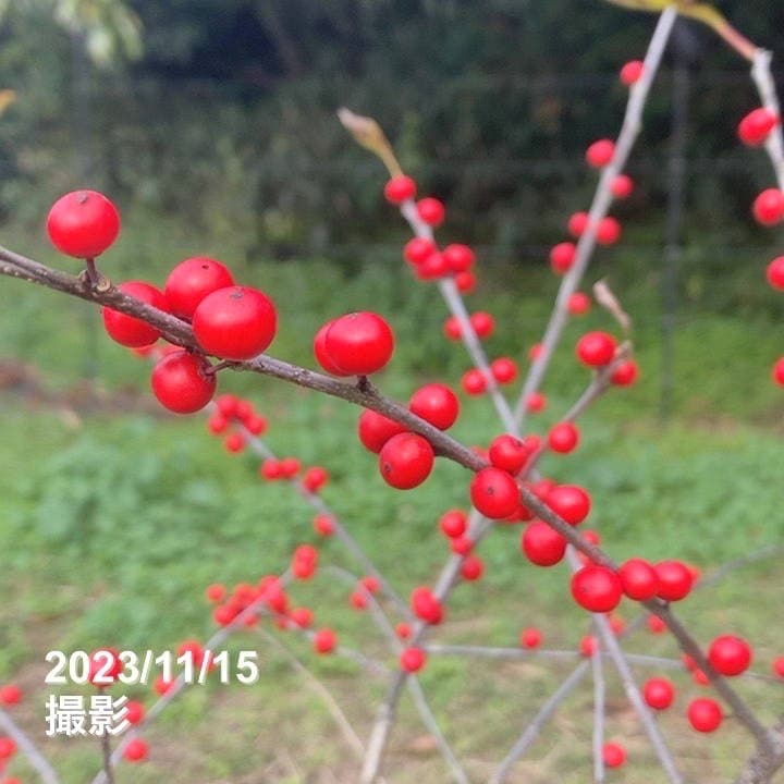 ウィンターベリー オーステルウェイク 雌株 5号|花木01-D1