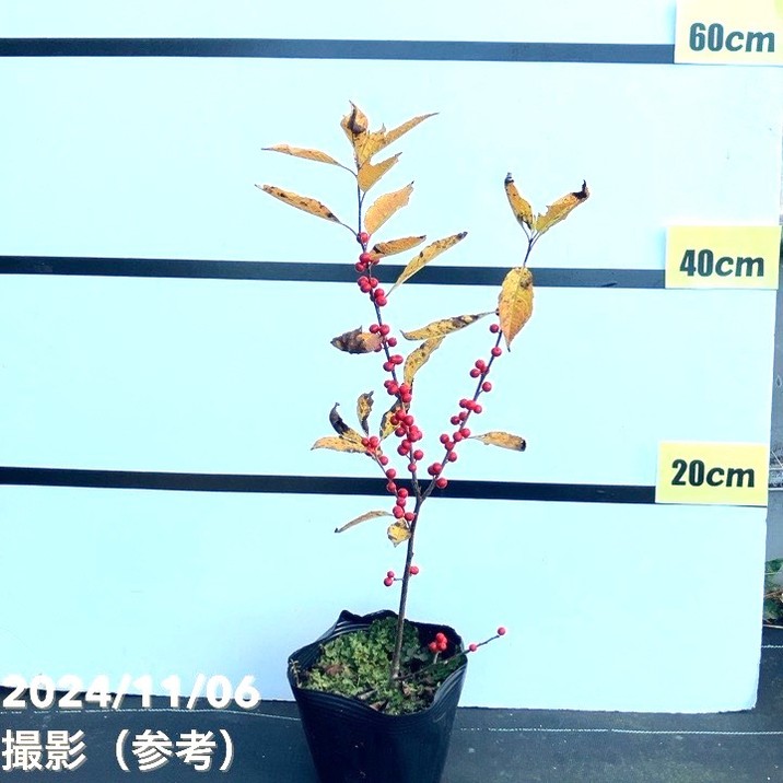 ウィンターベリー オーステルウェイク 雌株 5号|花木01-D1