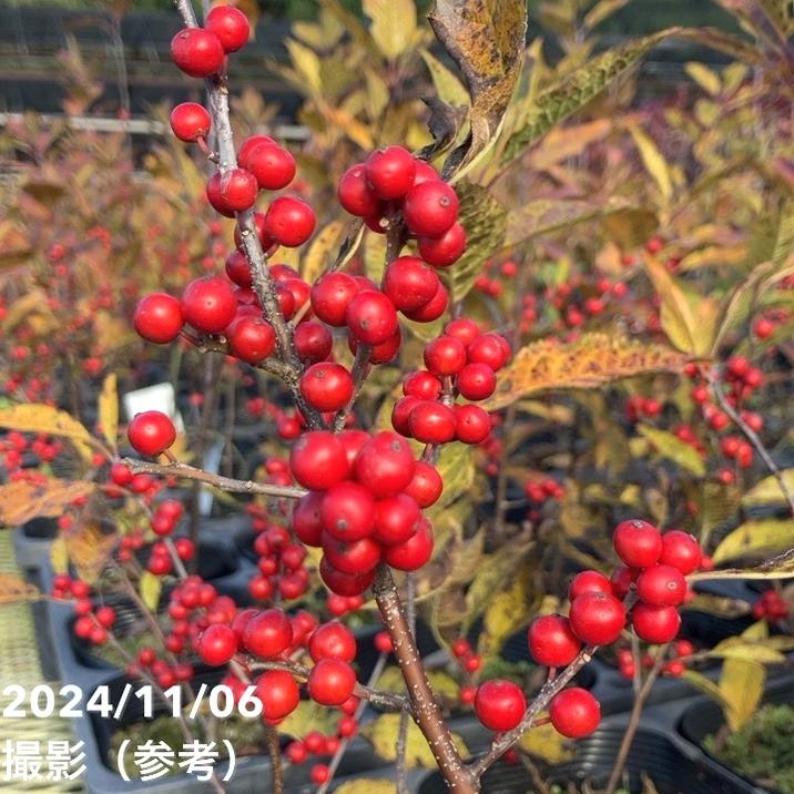 ウィンターベリー オーステルウェイク 雌株 5号｜花木01-D1 | 花木