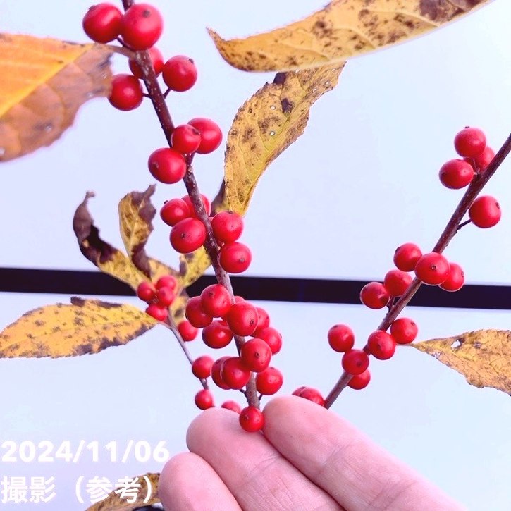 ウィンターベリー オーステルウェイク 雌株 5号｜花木01-D1 | 花木