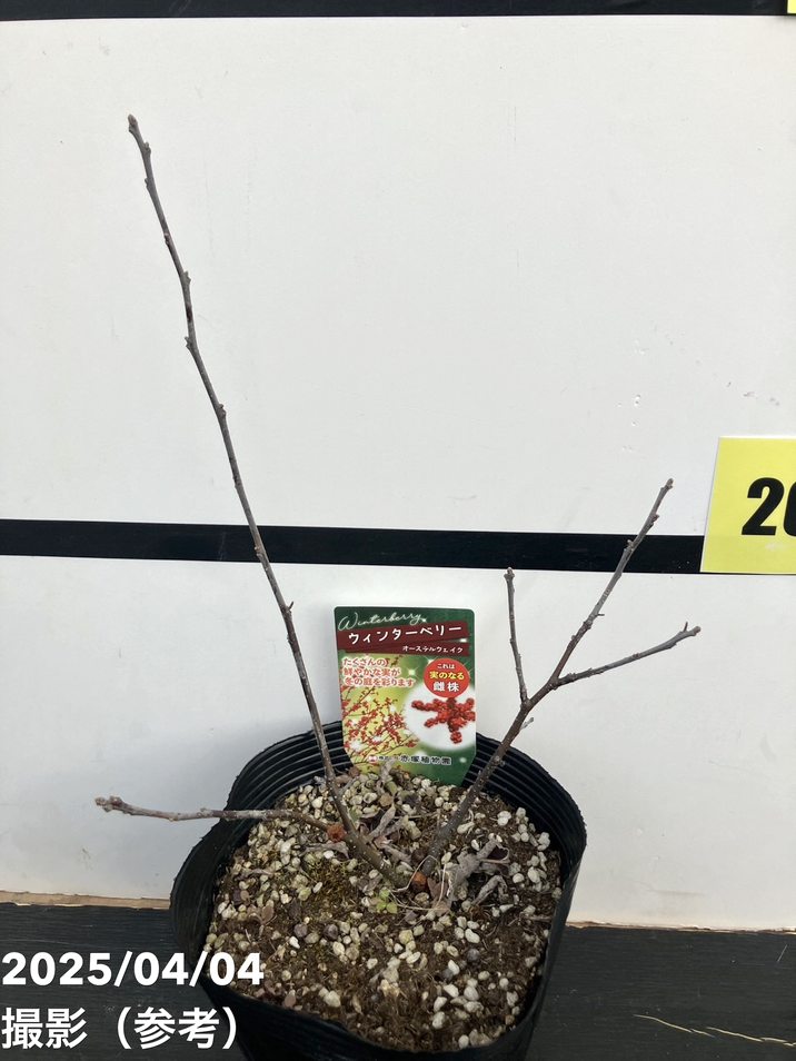 ウィンターベリー オーステルウェイク 雌株 5号｜花木01-D1 | 花木