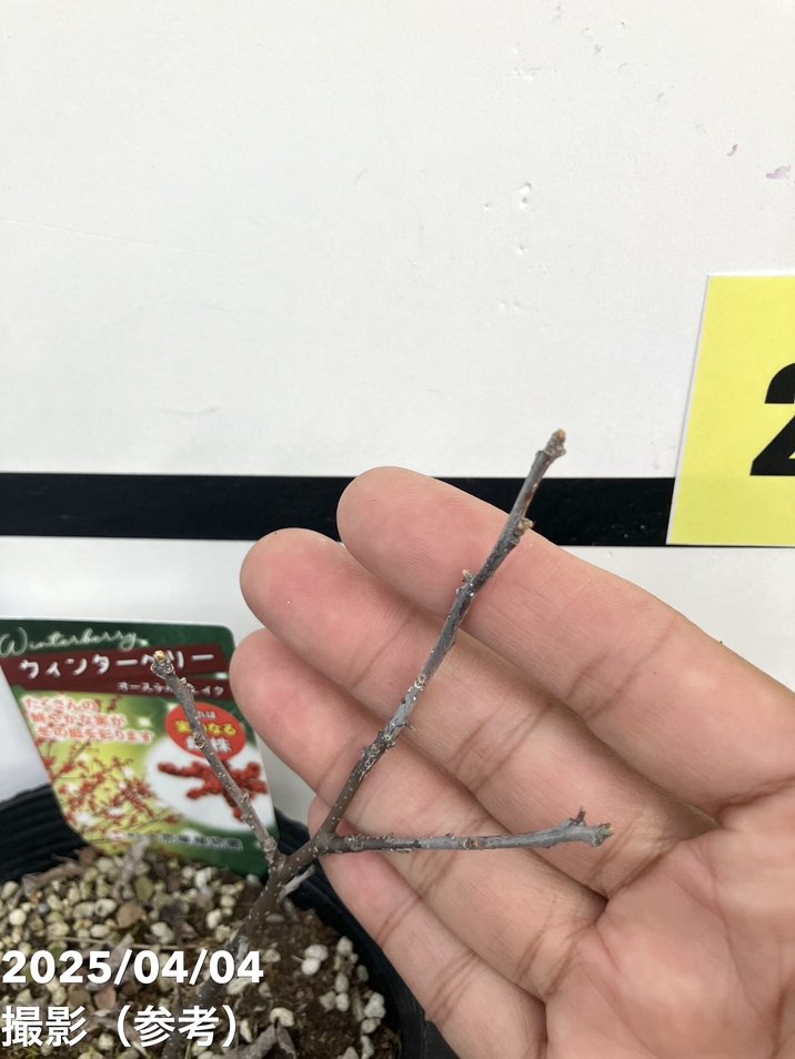 ウィンターベリー オーステルウェイク 雌株 5号｜花木01-D1 | 花木