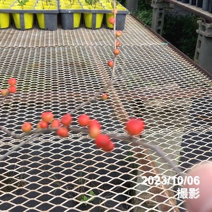ウィンターベリー オーステルウェイク 雌株 5号|花木01-D1