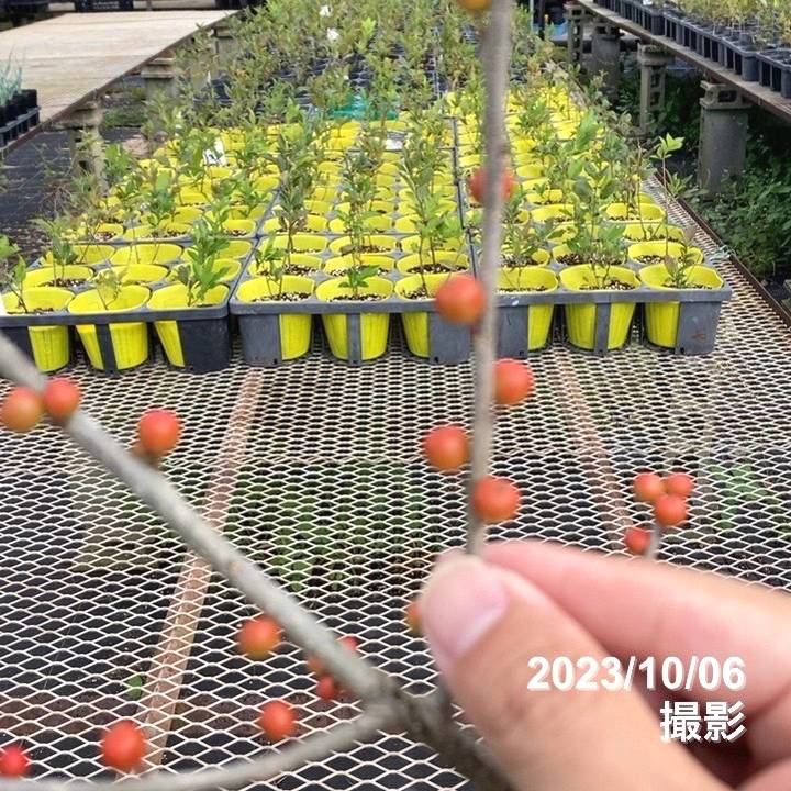 ウィンターベリー オーステルウェイク 雌株 5号|花木01-D1