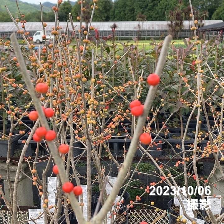 ウィンターベリー オーステルウェイク 雌株 5号｜花木01-D1 | 花木