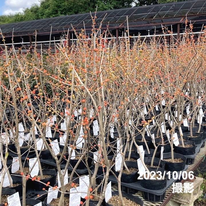 ウィンターベリー オーステルウェイク 雌株 5号｜花木01-D1 | 花木