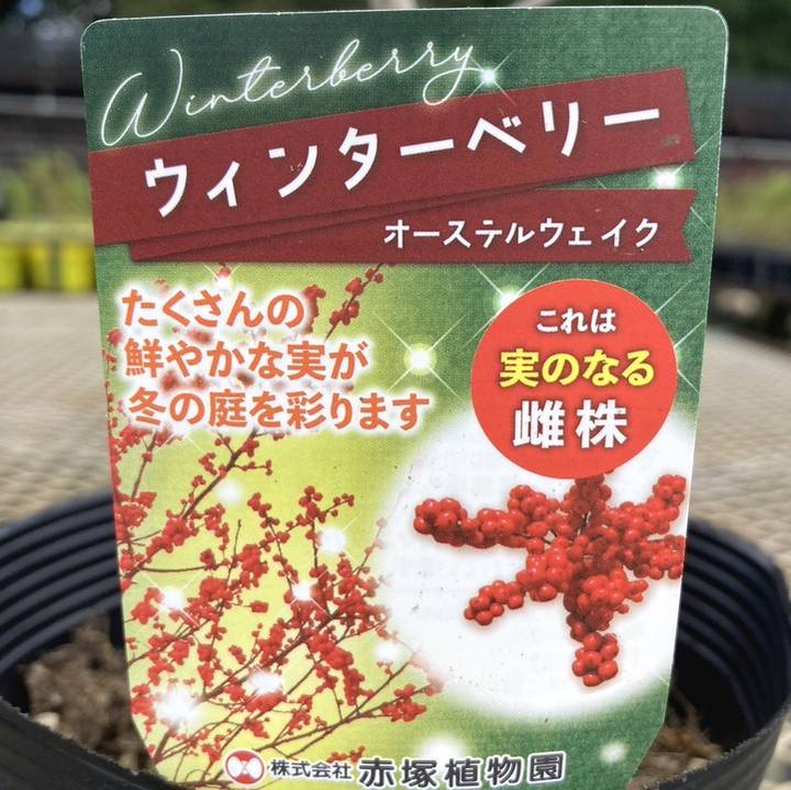 ウィンターベリー オーステルウェイク 雌株 5号｜花木01-D1 | 花木