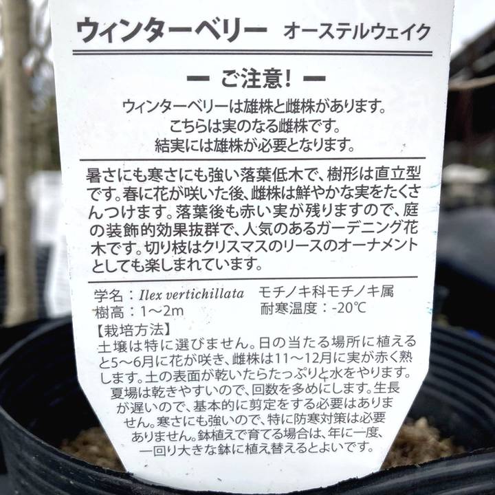 ウィンターベリー オーステルウェイク 雌株 5号|花木01-D1