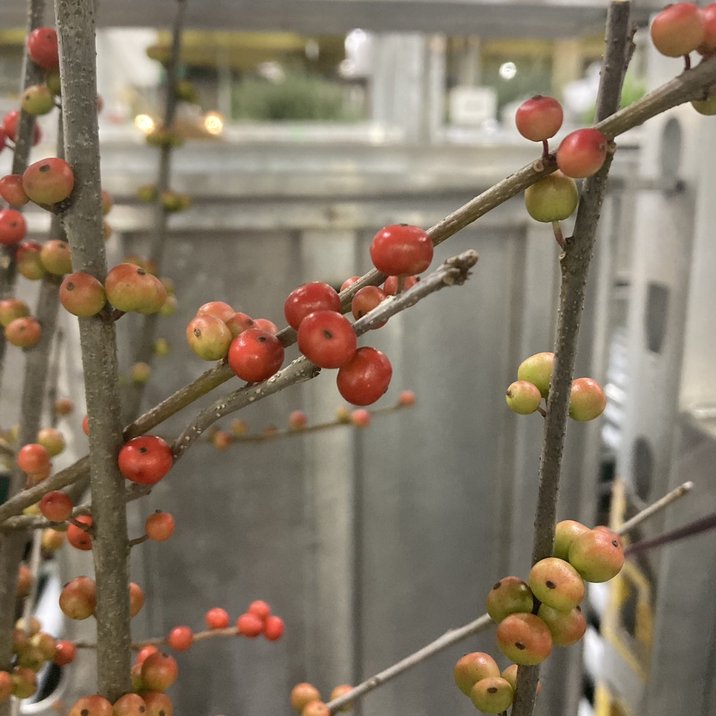 ウィンターベリー オーステルウェイク 雌株 5号｜花木01-D1 | 花木