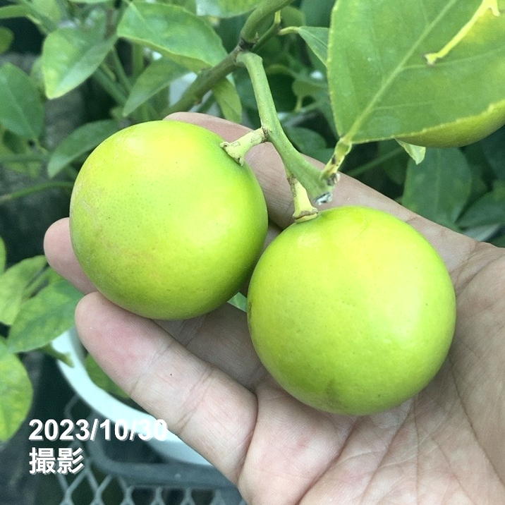 実付き 5個以上＞トゲなしレモン（シシリアン）7号｜柑橘｜果樹10-TU