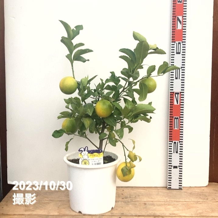 現品のみ❗️実付き多数❗️レモンの木❤️シシリアン　トゲ無し　7号鉢 実付き！ レモンの木 トゲなしレモン シシリアン 7号鉢 その他