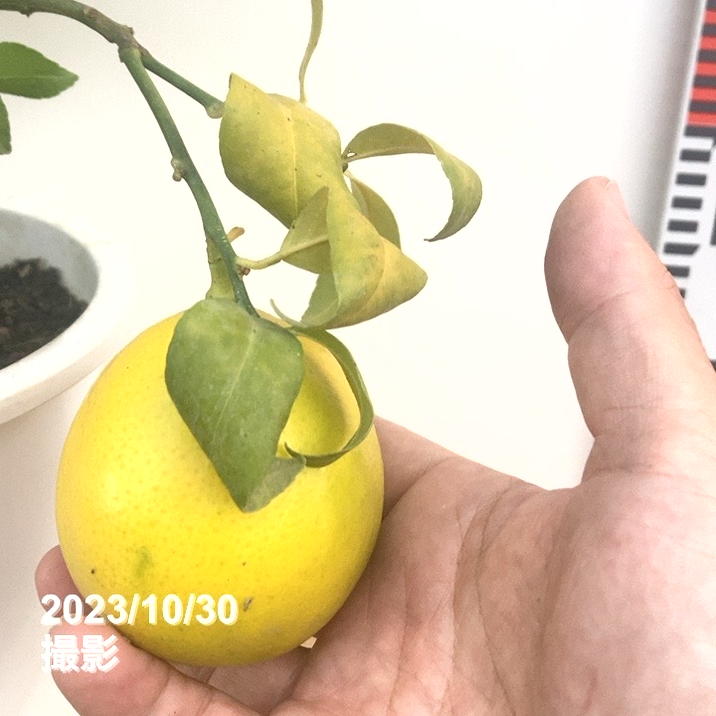 実付き 5個以上＞トゲなしレモン（シシリアン）7号｜柑橘｜果樹10-TU