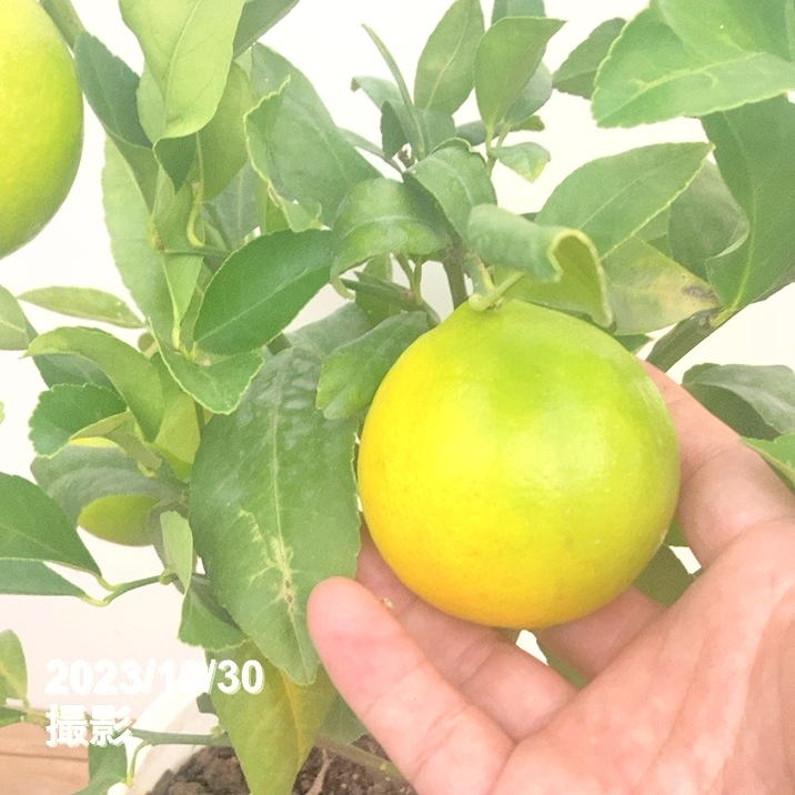 実付き 5個以上＞トゲなしレモン（シシリアン）7号｜柑橘｜果樹10-TU