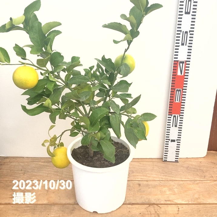 実付き 5個以上＞トゲなしレモン（シシリアン）7号｜柑橘｜果樹10-TU