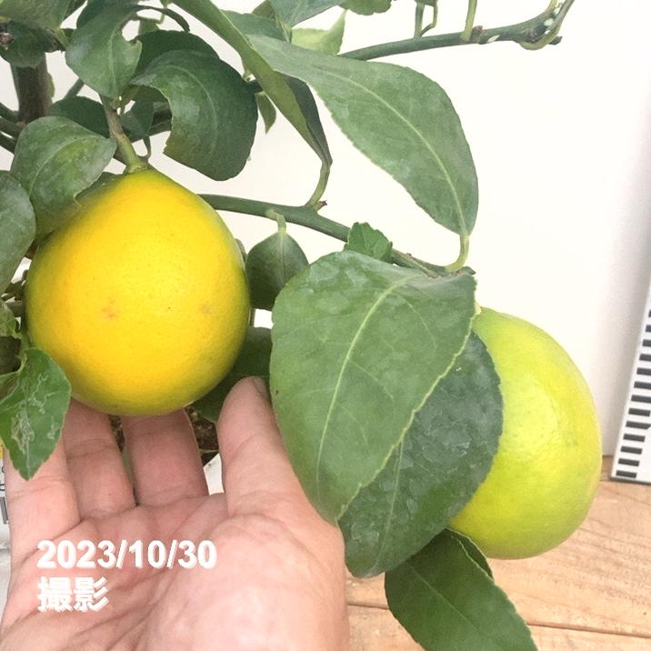 ⚫︎イギリス購入　ストーン　フルーツ　7個　洋梨　レモン　他 決算P5倍！10%OFF！8/2まで】＜実付き 5個以上＞トゲなしレモン