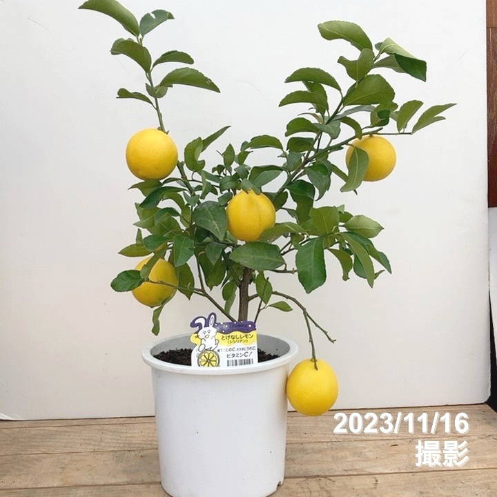 現品のみ❗️実付き多数❗️レモンの木❤️シシリアン　トゲ無し　7号鉢 実付き！ レモンの木 トゲなしレモン シシリアン 7号鉢 その他
