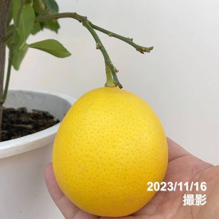 実付き 5個以上＞トゲなしレモン（シシリアン）7号｜柑橘｜果樹