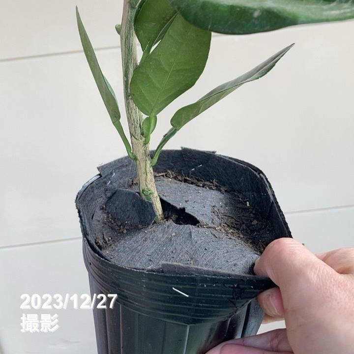 ザボン 晩白柚 ばんぺいゆ 4号ロングポット 1年生苗｜柑橘｜果樹04-PA