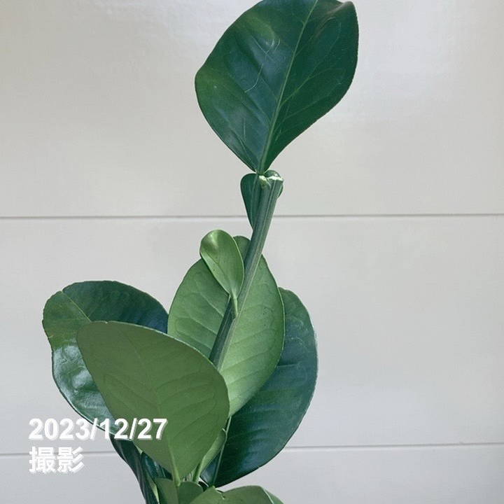 ザボン 晩白柚 ばんぺいゆ 4号ロングポット 1年生苗｜柑橘｜果樹04-PA