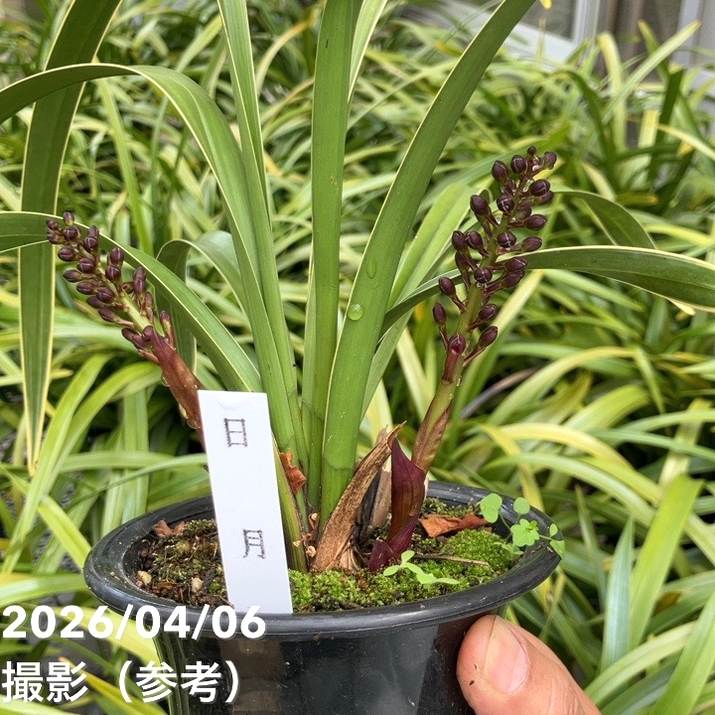 花芽2個付き＞キンリョウヘン 4号（日月 ジツゲツ）｜ミツバチ蘭｜洋蘭