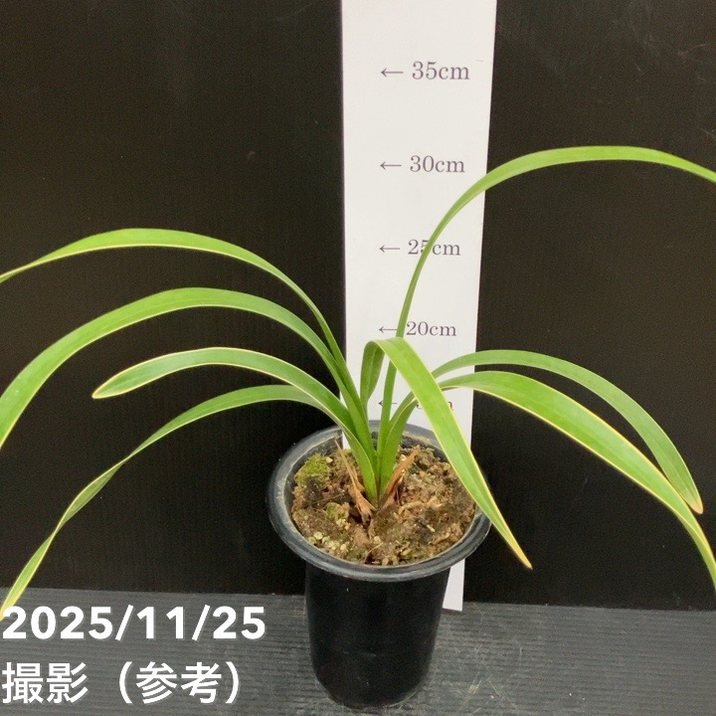 花芽2個付き＞キンリョウヘン 4号（日月 ジツゲツ）｜ミツバチ蘭｜洋蘭