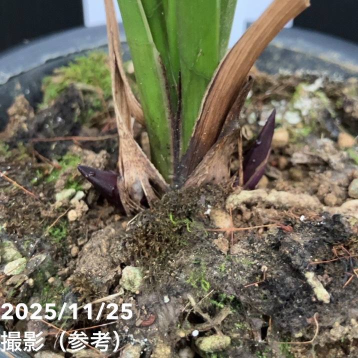 <花芽2個付き>キンリョウヘン 4号(日月 ジツゲツ)|ミツバチ蘭|洋蘭10-TU