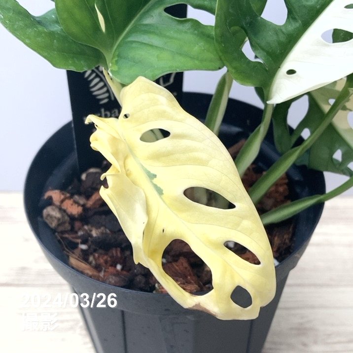 マドカズラ斑入り Monstera adansonii variegata