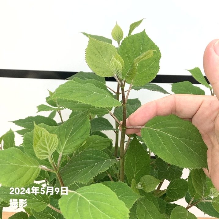 アナベルです 大株＞アメリカあじさい ピンクのアナベル 7号 PVP｜花木10-TU