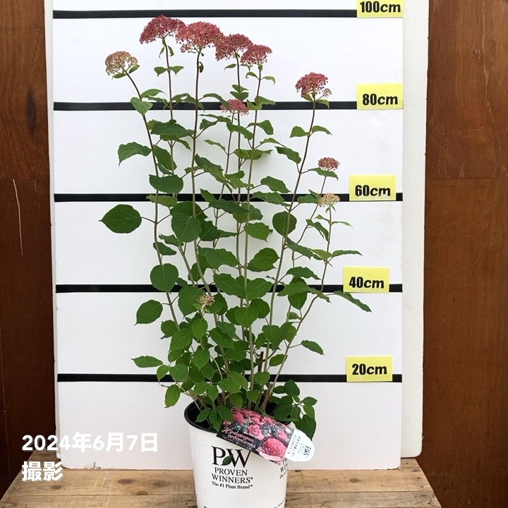 アナベルです 大株＞アメリカあじさい ピンクのアナベル 7号 PVP｜花木10-TU