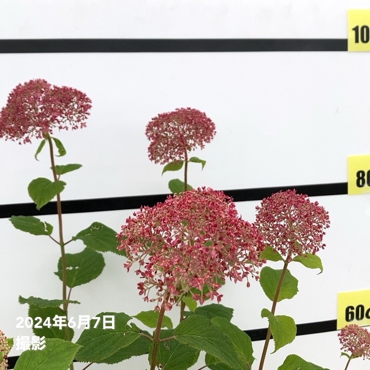アナベルです 大株＞アメリカあじさい ピンクのアナベル 7号 PVP｜花木10-TU