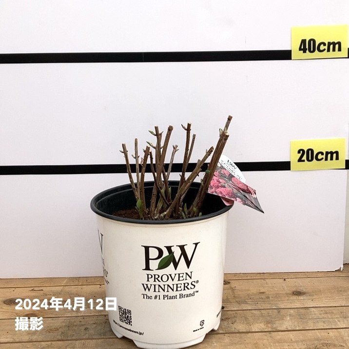 大株＞アメリカあじさい ピンクのアナベル 7号 PVP｜花木10-TU