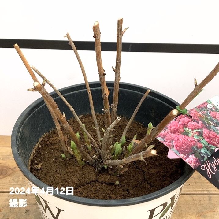 大株＞アメリカあじさい ピンクのアナベル 7号 PVP｜花木10-TU