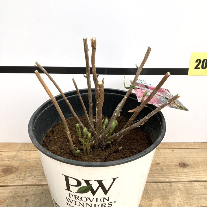 アナベルです アジサイ（アメリカ）：ピンクのアナベル ジャンボ5号ポット の