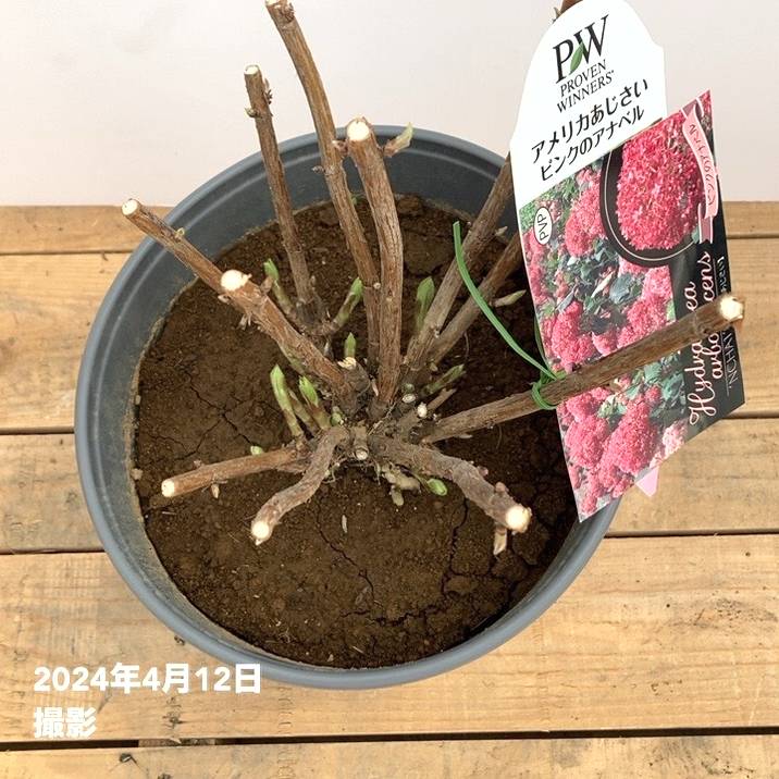 大株＞アメリカあじさい ピンクのアナベル 7号 PVP｜花木10-TU | 花木