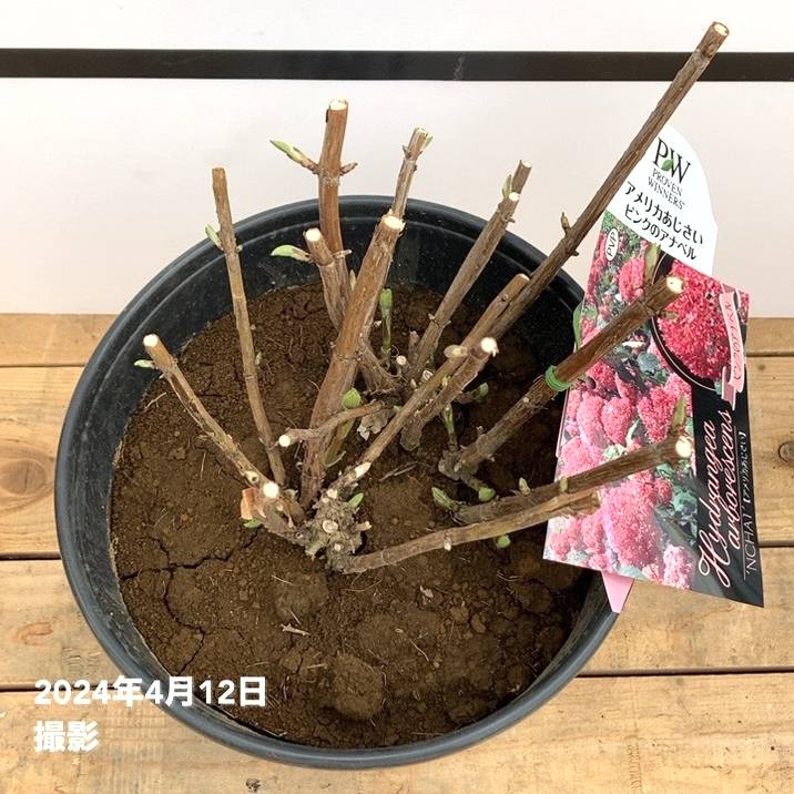 大株＞アメリカあじさい ピンクのアナベル 7号 PVP｜花木10-TU