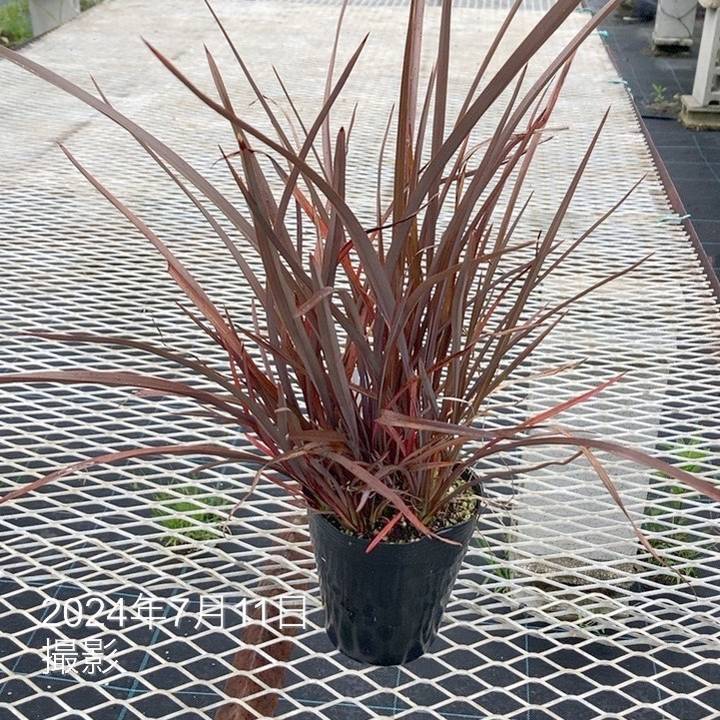 ☆ニューサイラン　4株！ ニューサイラン ウィングオブゴールド 4号｜草花01-D1 | 草花,[多年草