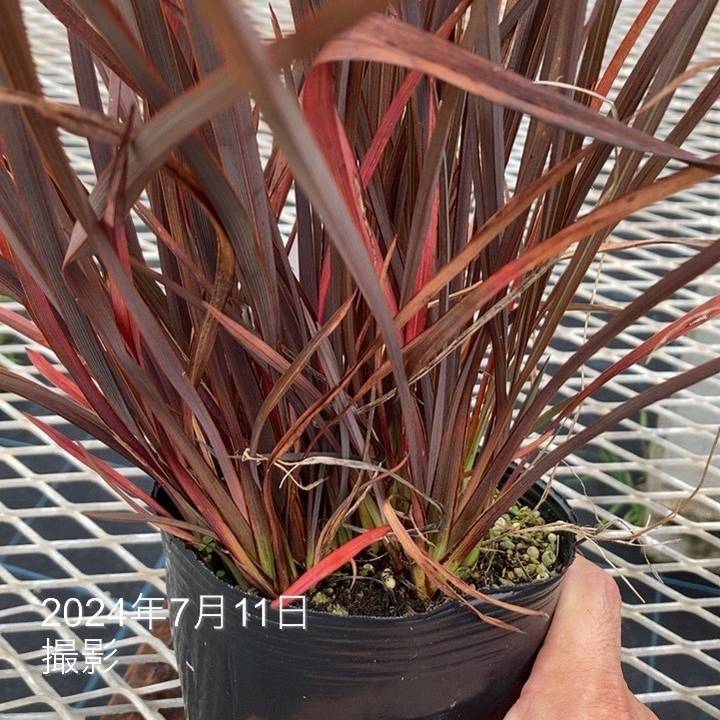 ☆ニューサイラン　4株！ ニューサイラン ウィングオブゴールド 4号｜草花01-D1 | 草花,[多年草