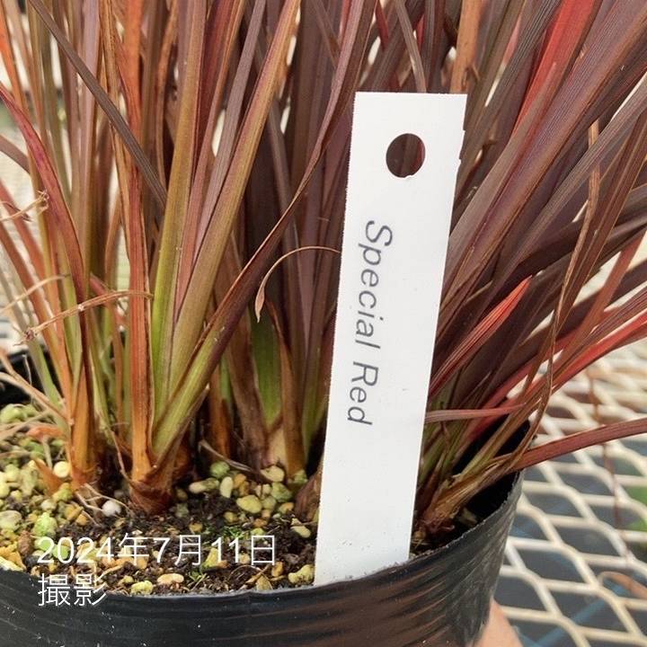 ニューサイラン 赤葉 苗木 大株 ニューサイラン スペシャルレッド 4号