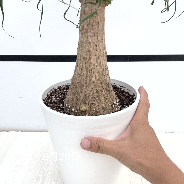 コア様リクエスト トックリラン 50株 Amazon.co.jp: （観葉植物）トックリラン ノリナ 6号（1鉢