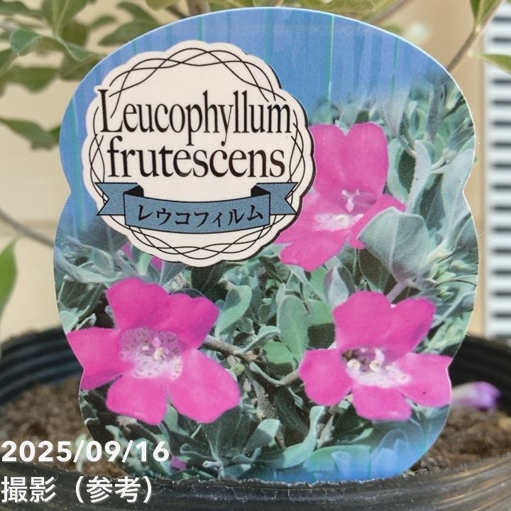 レウコフィルム フルテスケンス 5号｜花木10-TU | 花木・庭木 | 赤塚