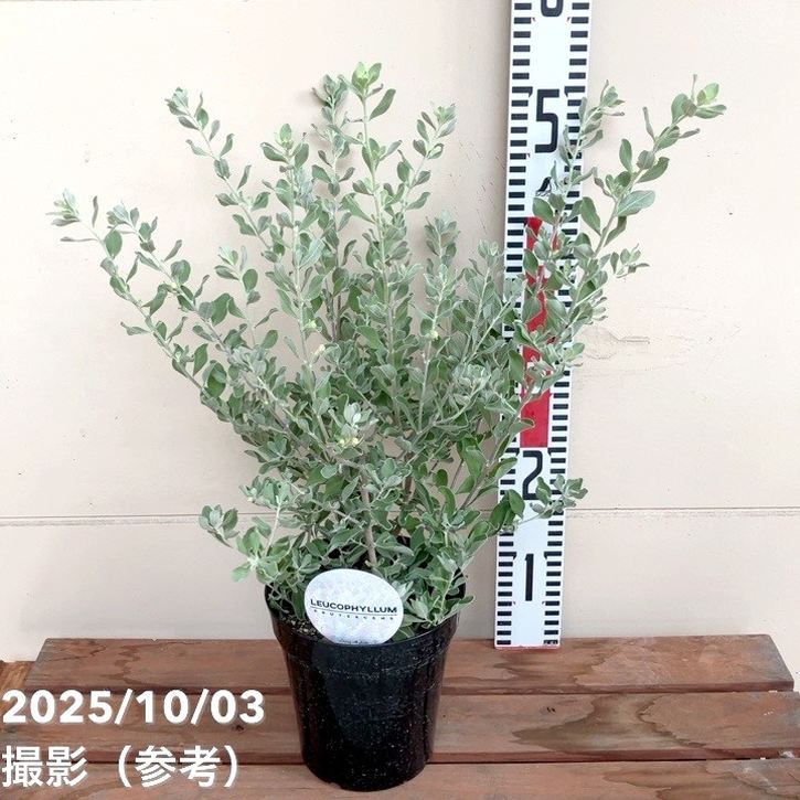 レウコフィルム フルテスケンス ファイバー鉢 レウコフィルム フルテスケンス ファイバー鉢 レウコフィルム